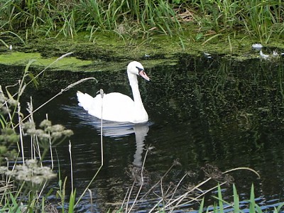 Swan by Ashcott Rail Bridge