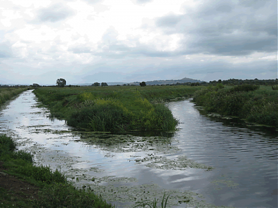 Looking upstream from join with River Brue